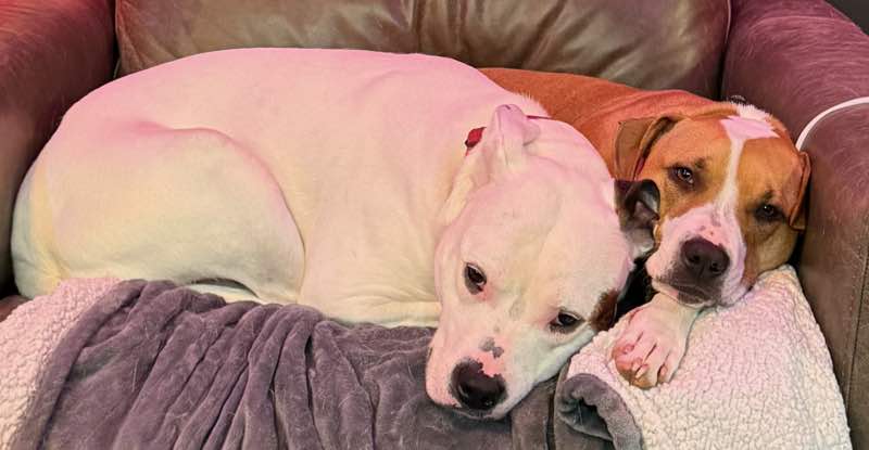 Two pitbull dogs, one all white and one brown with a white stripe in the middle of her face, curled up together on a chair.